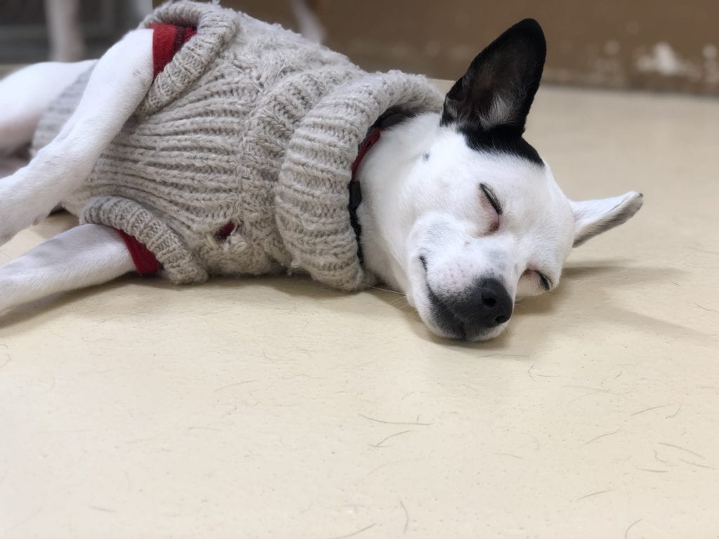 Country View Veterinary Services Of New Glarus Gallery Vet Clinic In